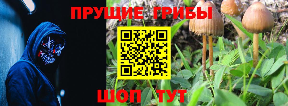 Псилоцибиновые грибы Psilocybe Моздок